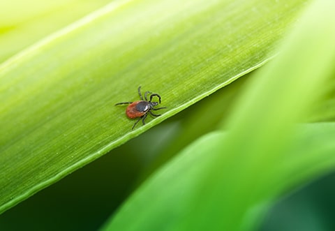 Lyme-Disease - Smart-Fill Tick on a leaf