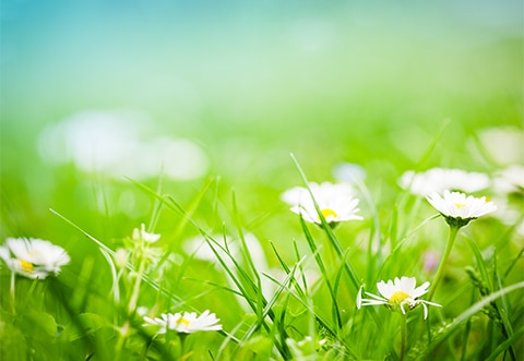 Seasonal-Allergies - Smart-Fill Daisies in a field